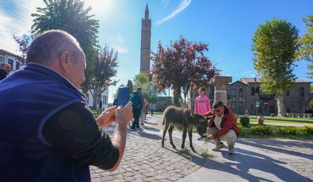 Diyarbakır’da şiddetten korunan Midas’a ilgiler yoğun 2